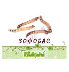 Зофобас сушеный 20г