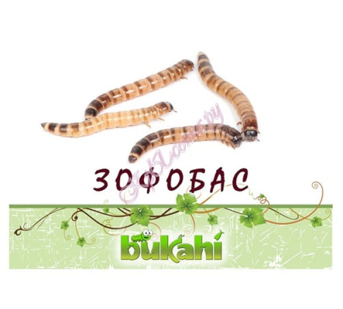 Зофобас сушеный 20г
