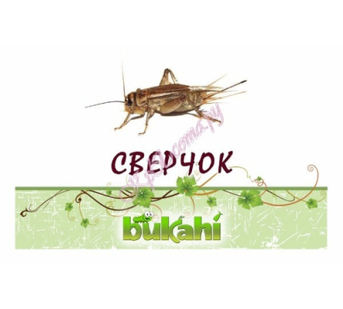 Сверчок сушеный 20г