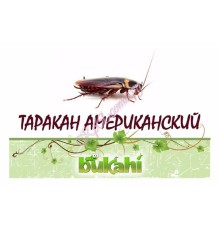 Таракан американский сушеный 20г