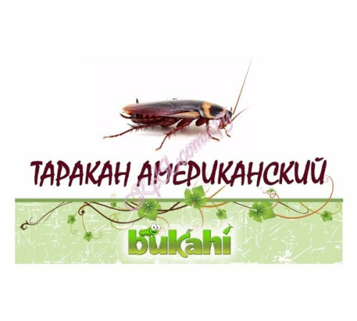 Таракан американский сушеный 20г