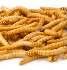 Мучной червь сублимированный Premium