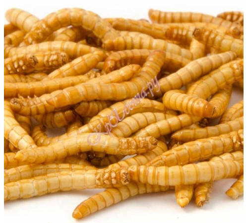 Мучной червь сублимированный Premium