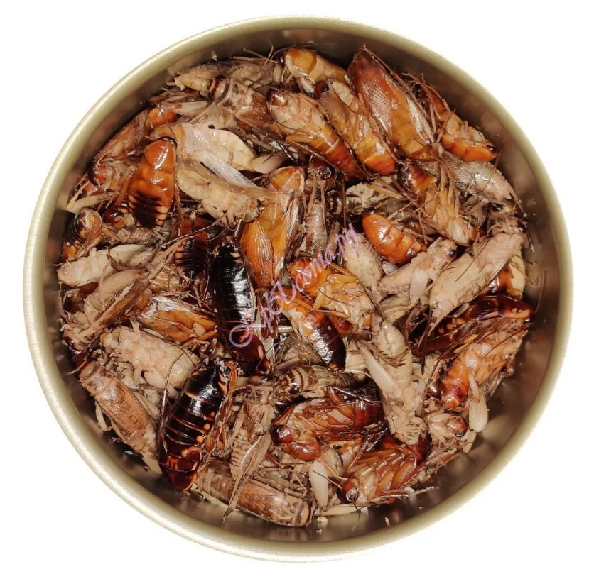 MIX сверчков и тараканов консервированных для насекомоядных вид 2