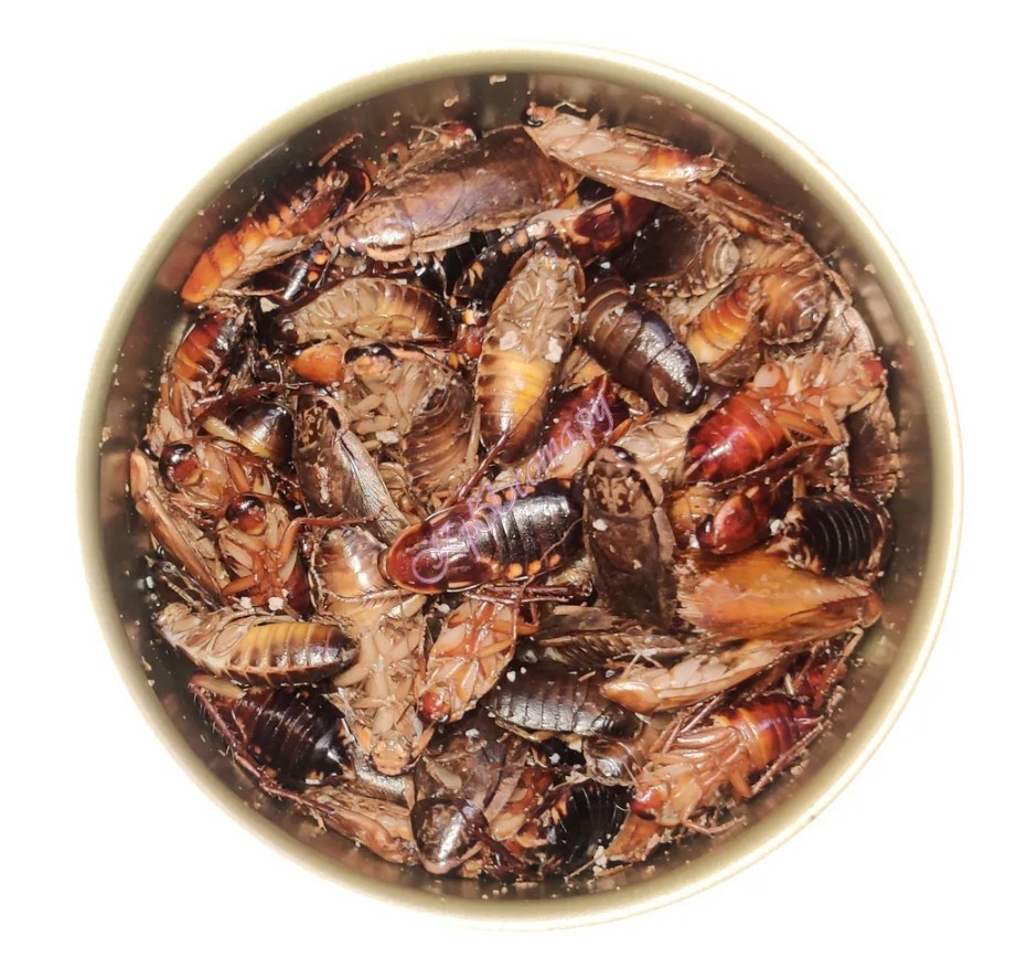 Bukahi консервированная смесь из туркменских и мраморных тараканов вид 2
