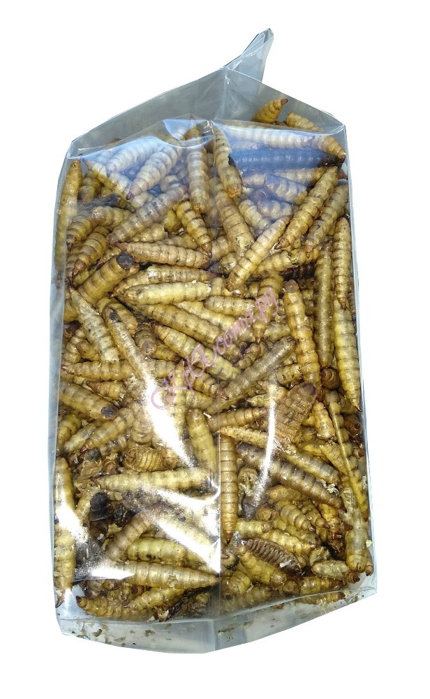 Сушеные личинки кальциевой мухи Черной Львинки вид 2