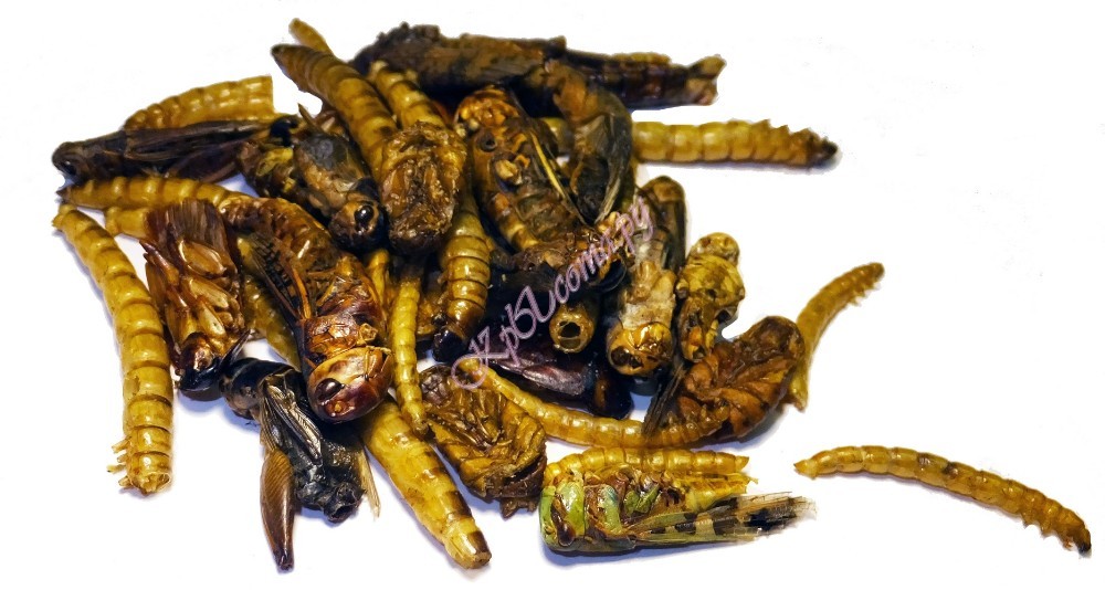 Смесь сушеных насекомых 80г кузнечиков, сверчков, мучника, зофобаса, шелкопряда, львинки и тараканов вид 3