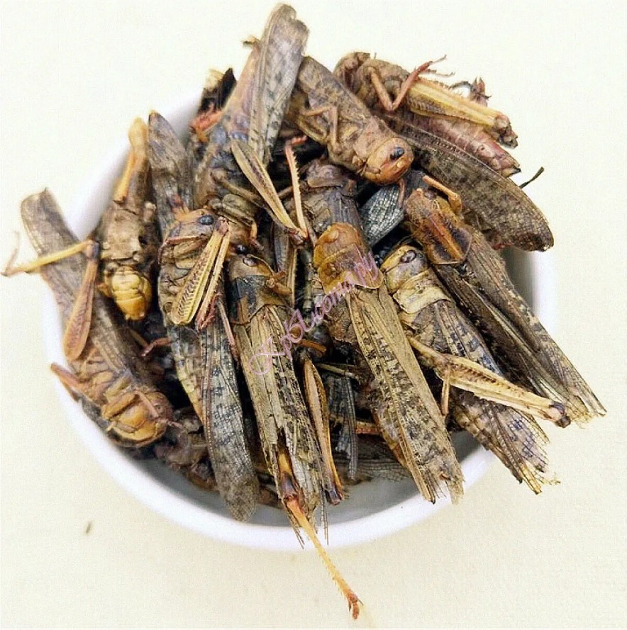 Bukahi сушеная саранча для насекомоядных 50 г. вид 2