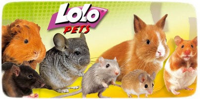 LoLo Pets  